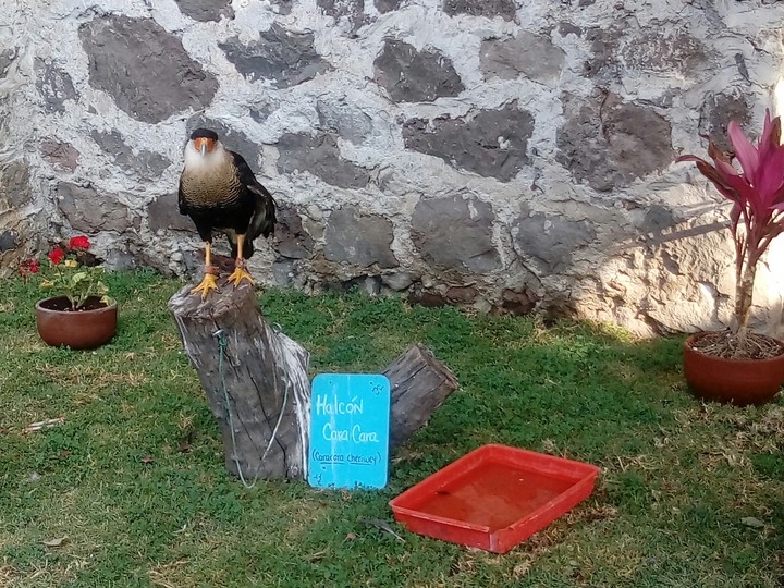 Halcón valquirico
