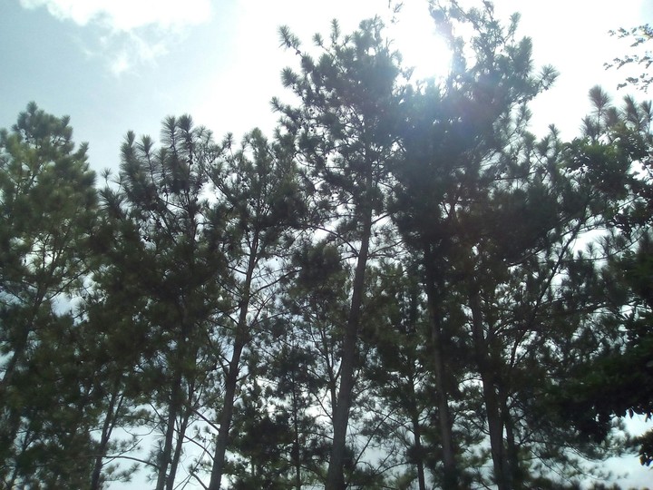 Trees