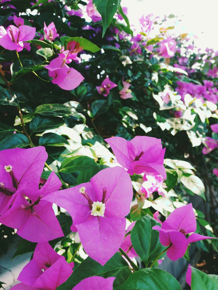 la centaine de fleurs