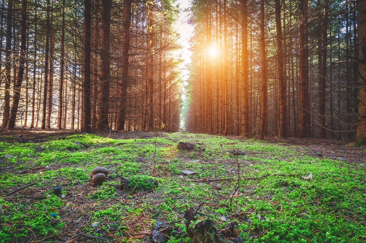 Uncharted forest