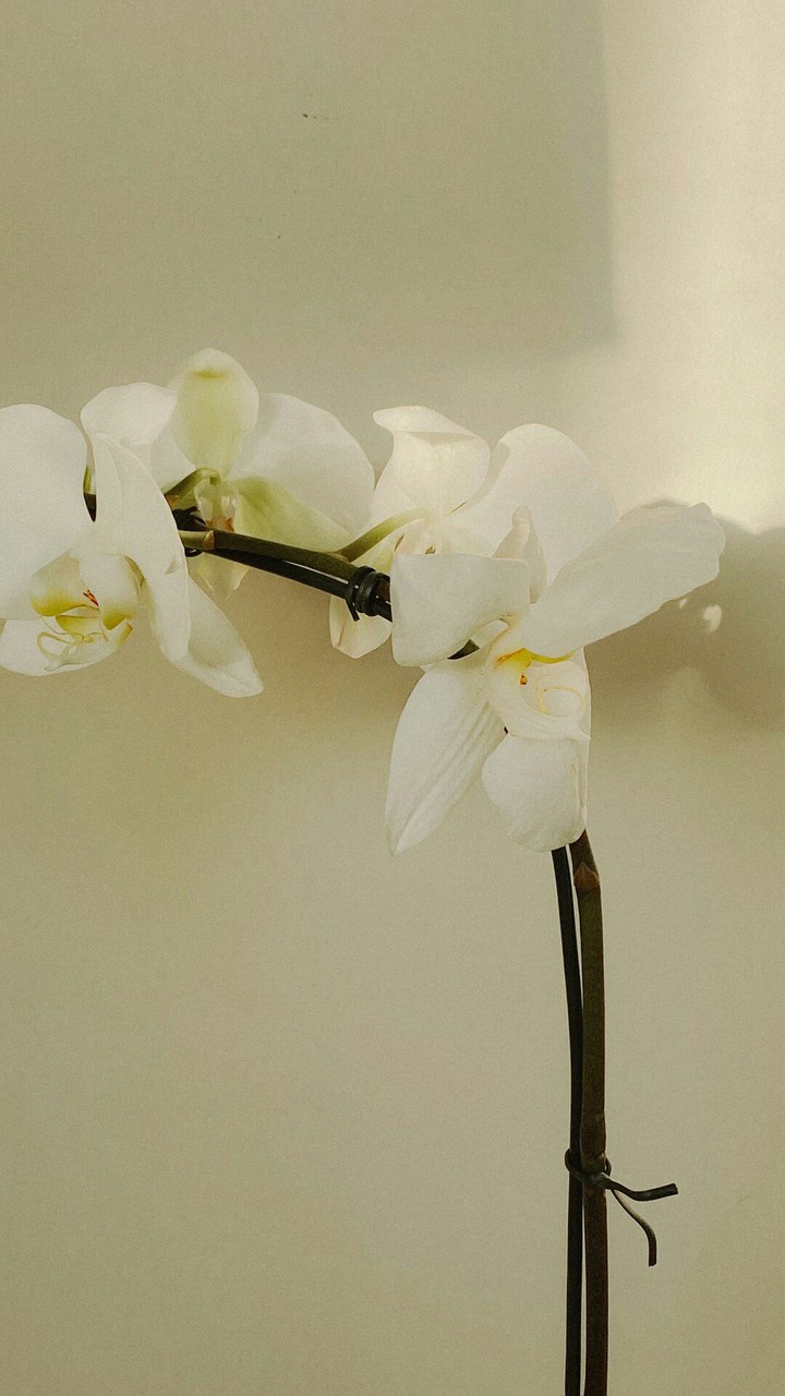 white f