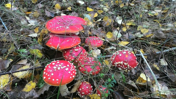 Mushrooms