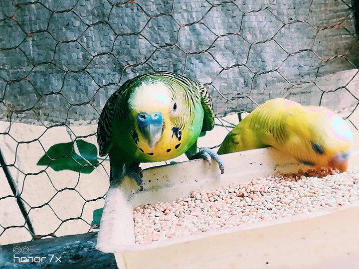 Love Birds