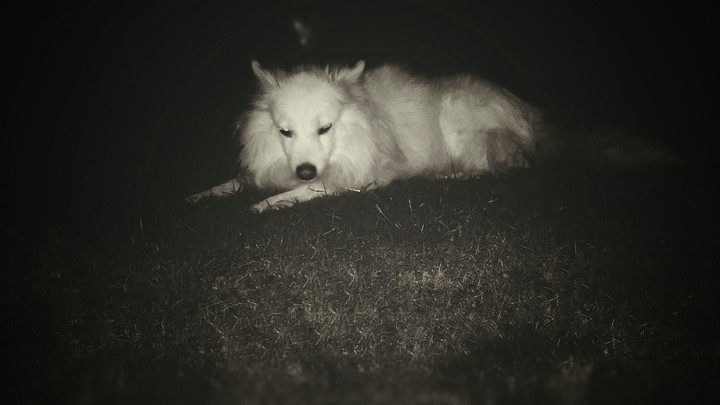 MADONA