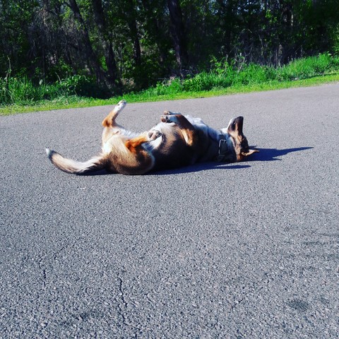asphalt, mammal 배경화면