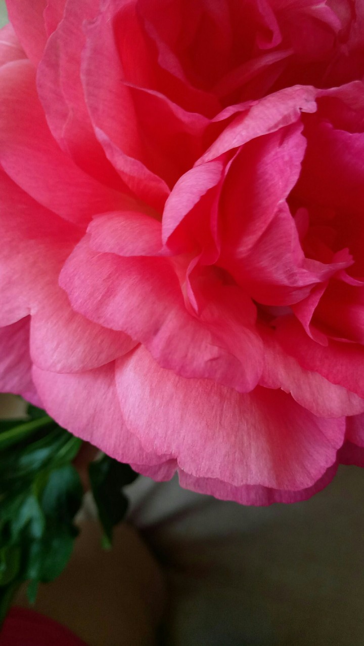 pink pion