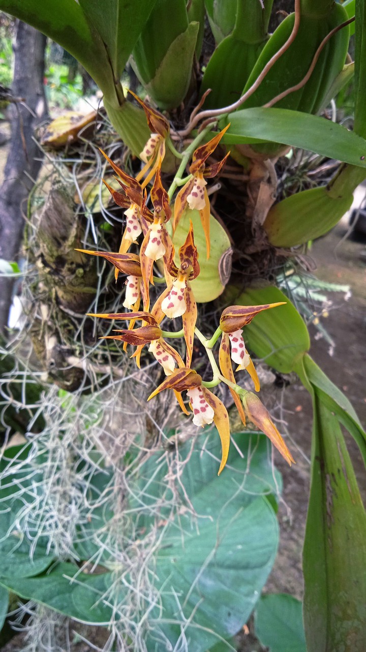 Brassia
