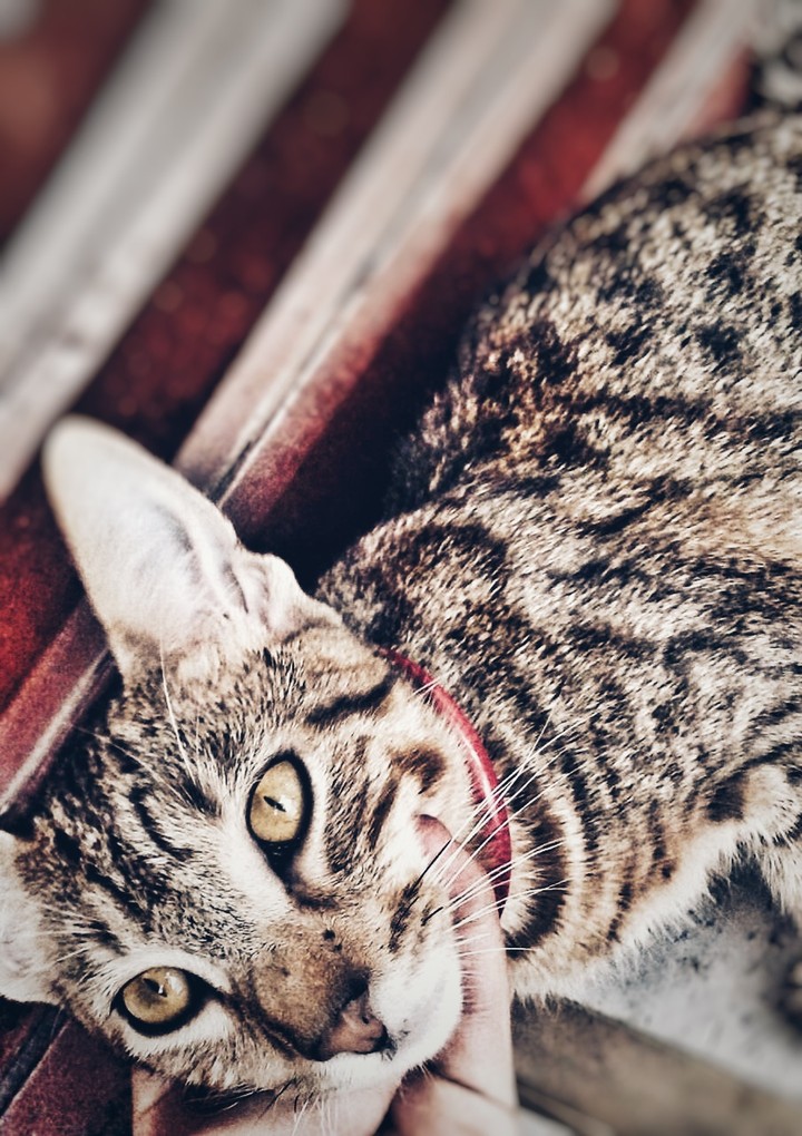 cat