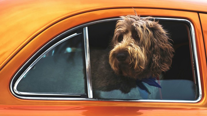 Dog
