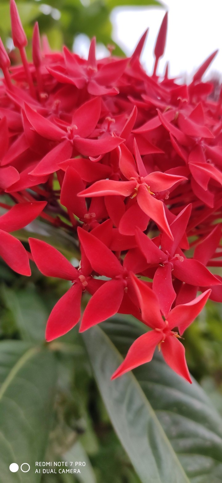 red flower
