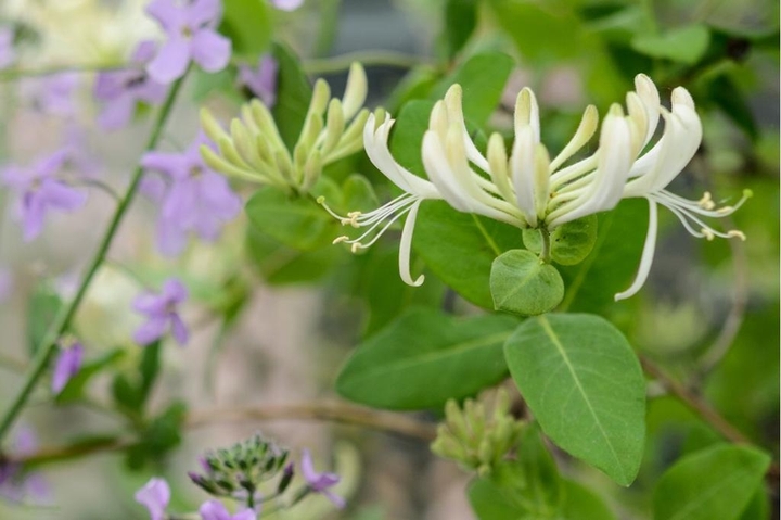 Beautiful flower...