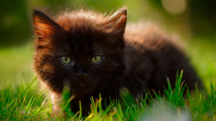 котёнок