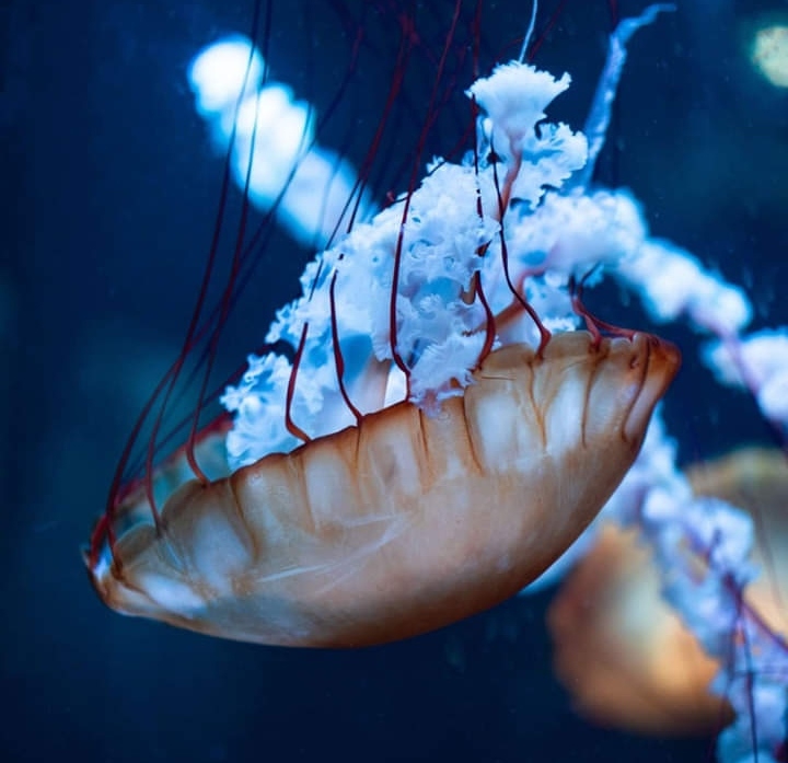 Jellyfish  :)