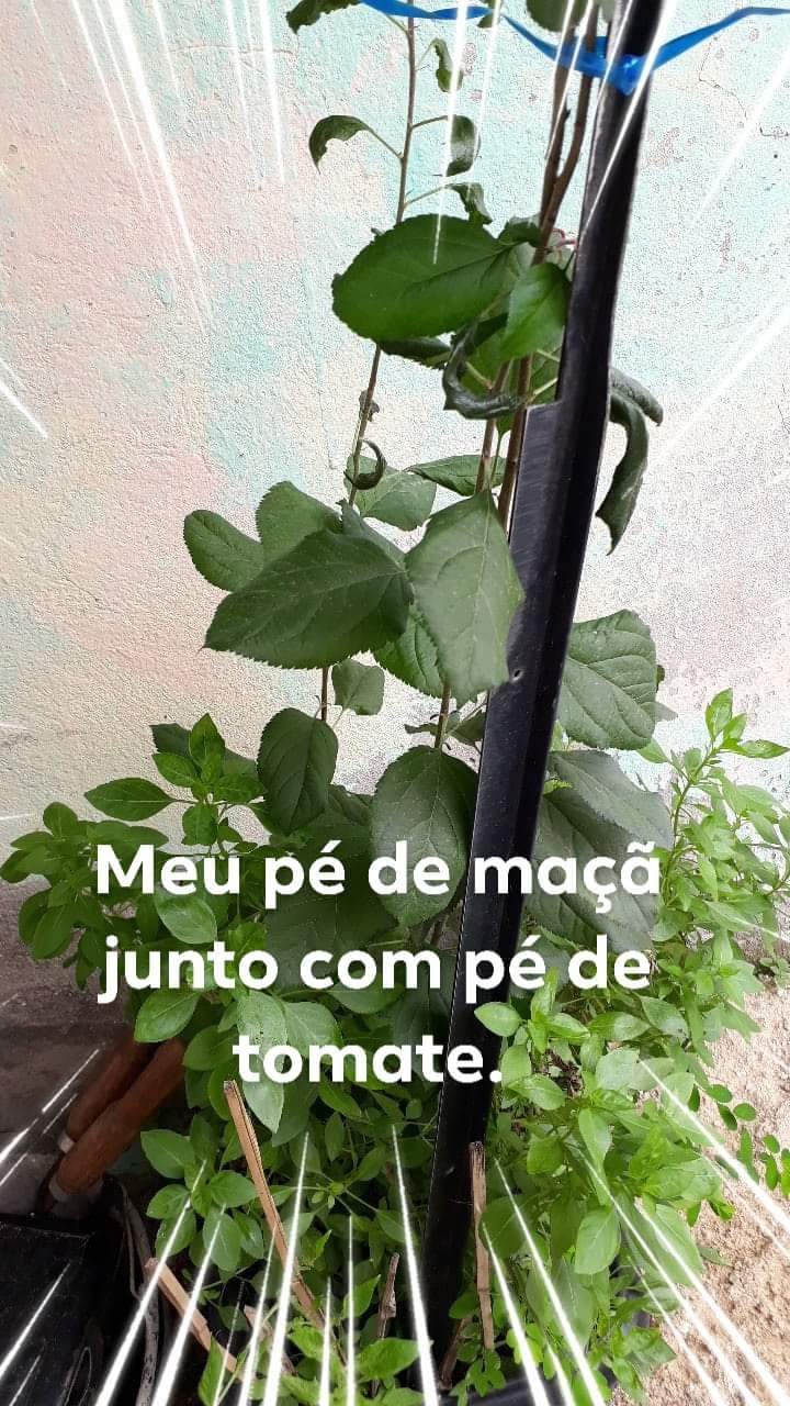 #SRS