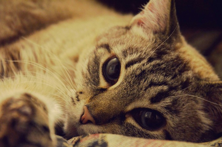 cat