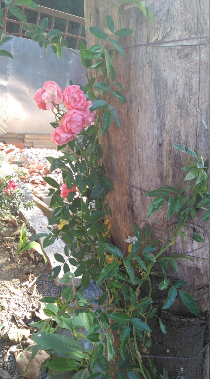natureza