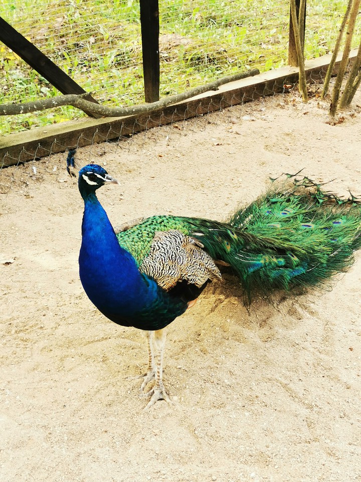 Peacock