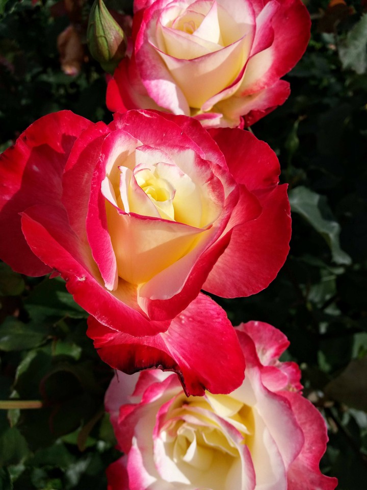 roses