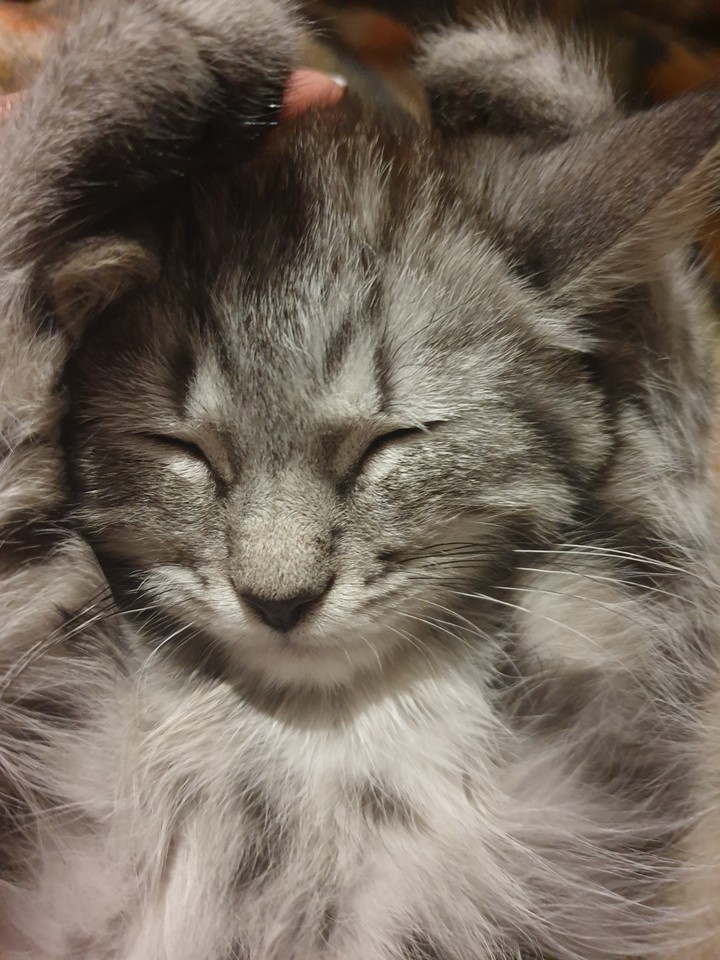 Кот