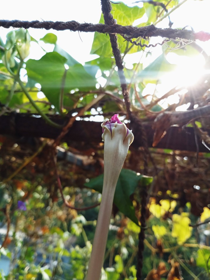 Blooming dawn