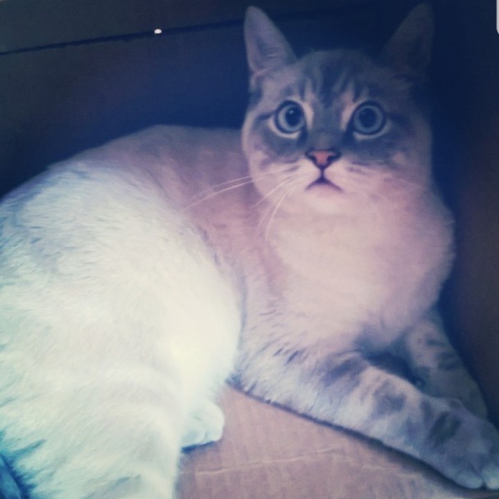 odin