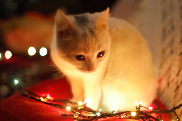 cat