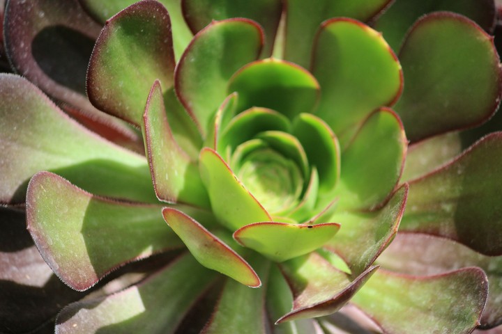 plants