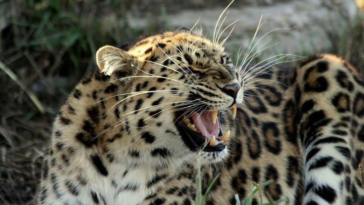 leopard