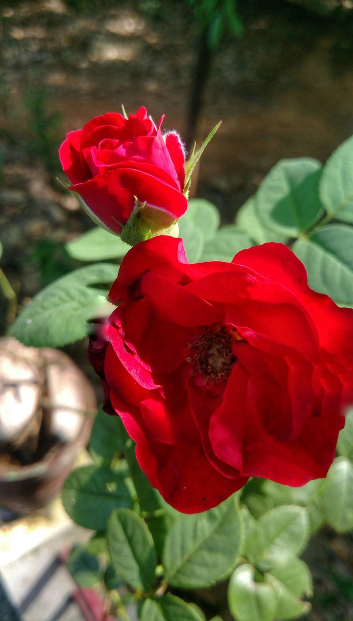 redrose