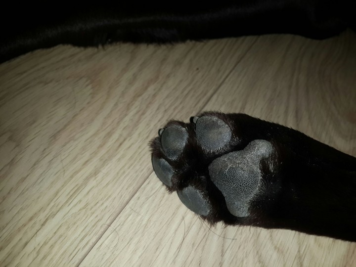#labradors #Lucky #love