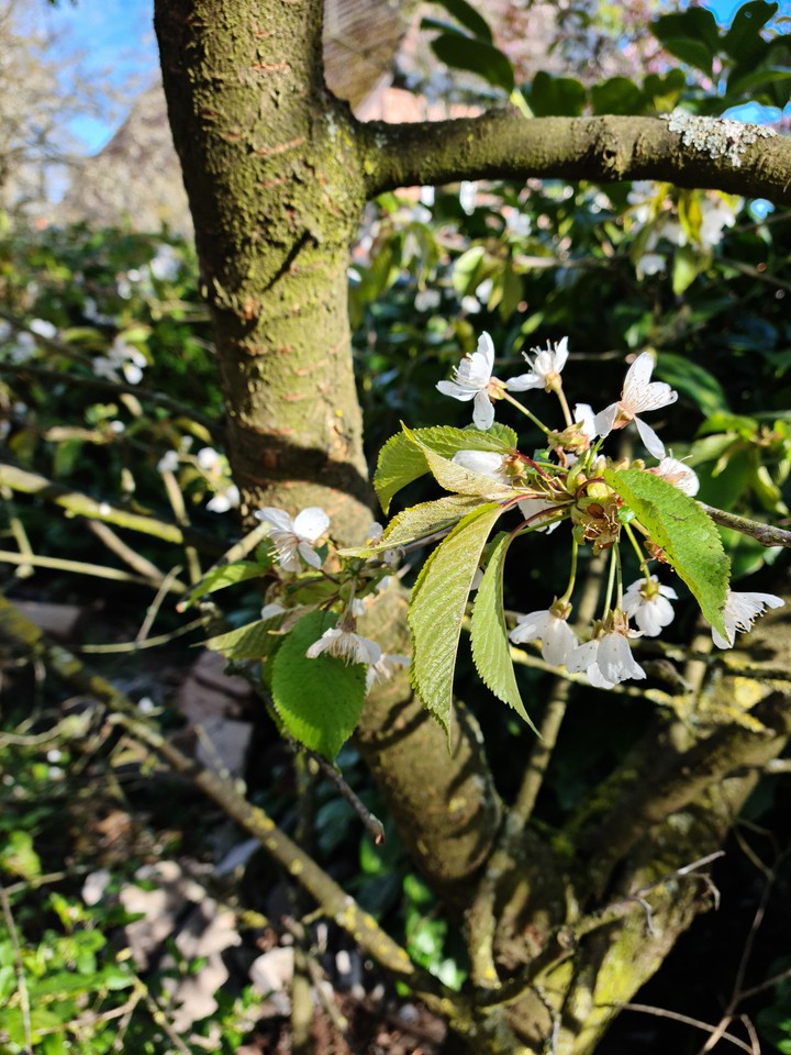 Kirschbaum
