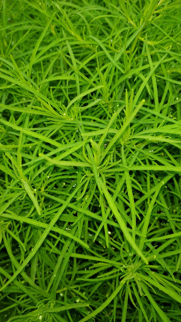 Verdure