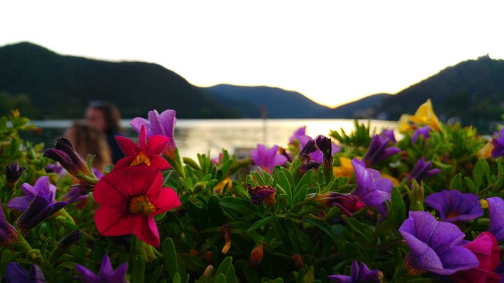 Lake Flowers