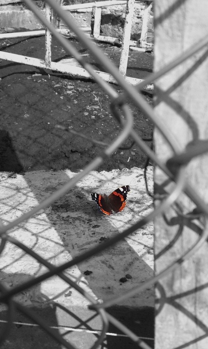 Butterfly
