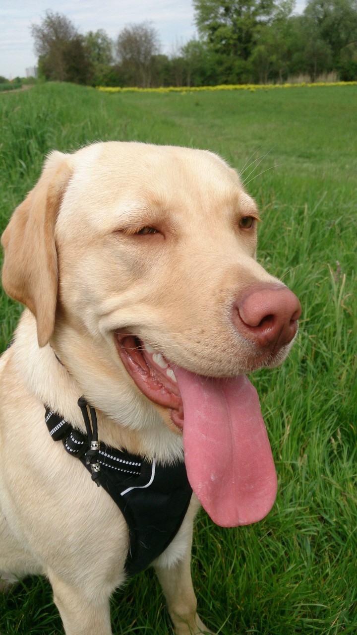 Tongue