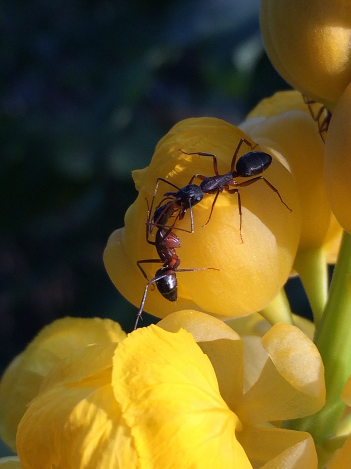 Busy ant ?