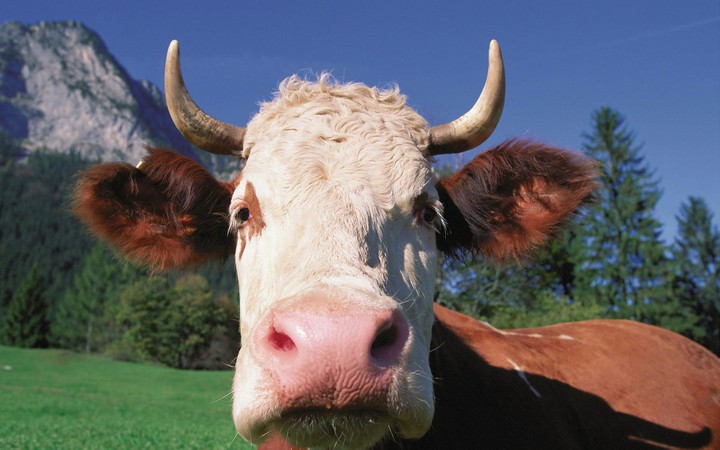 The cow