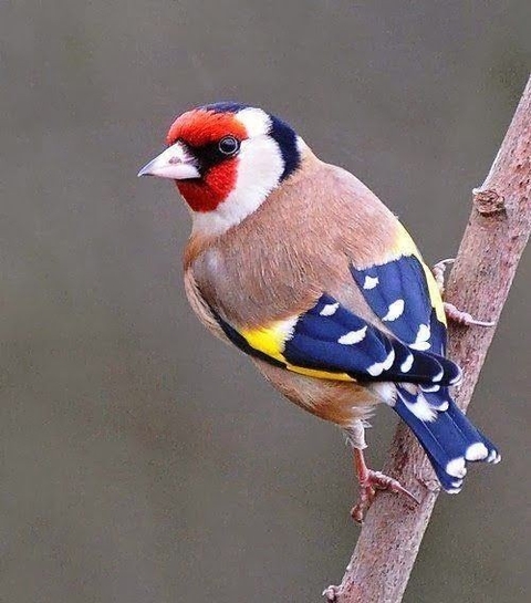 Tail, finch háttérképek