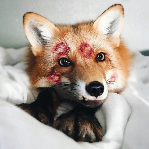 шпалери fox, wildlife
