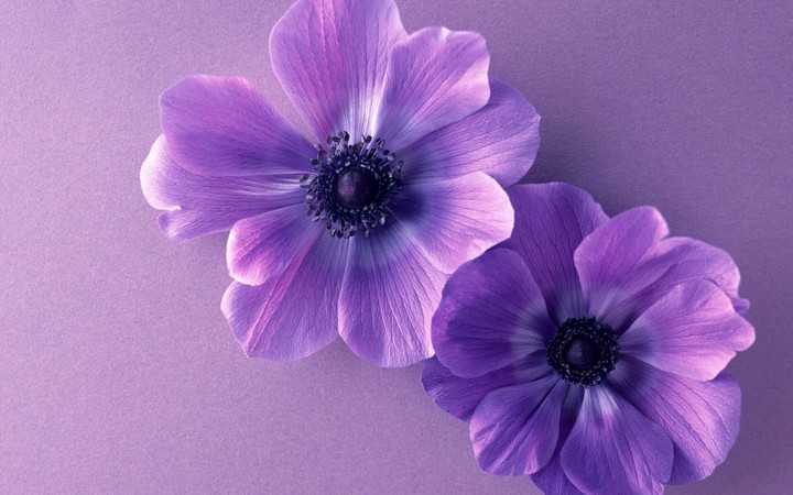 Beautiful flowers