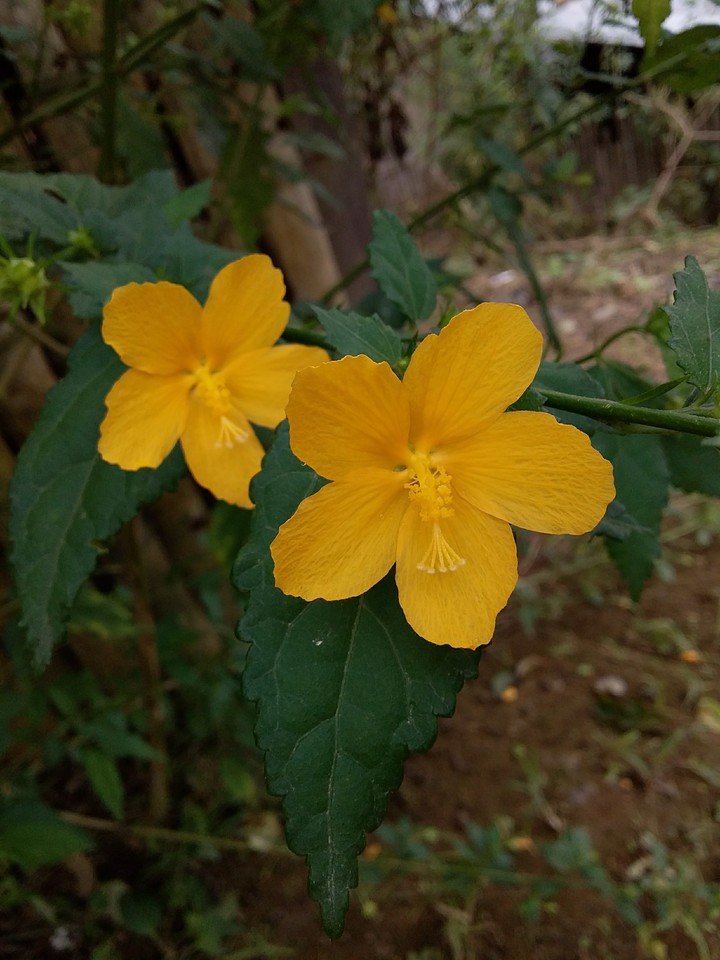 Flores estrella.