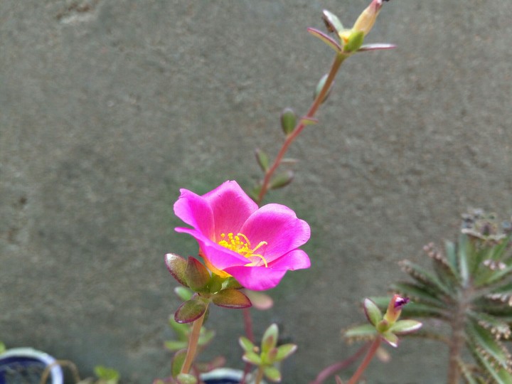 moss-rose purslane