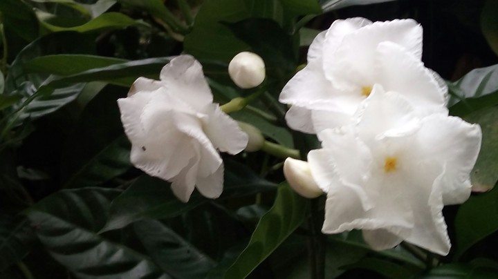 white flowers