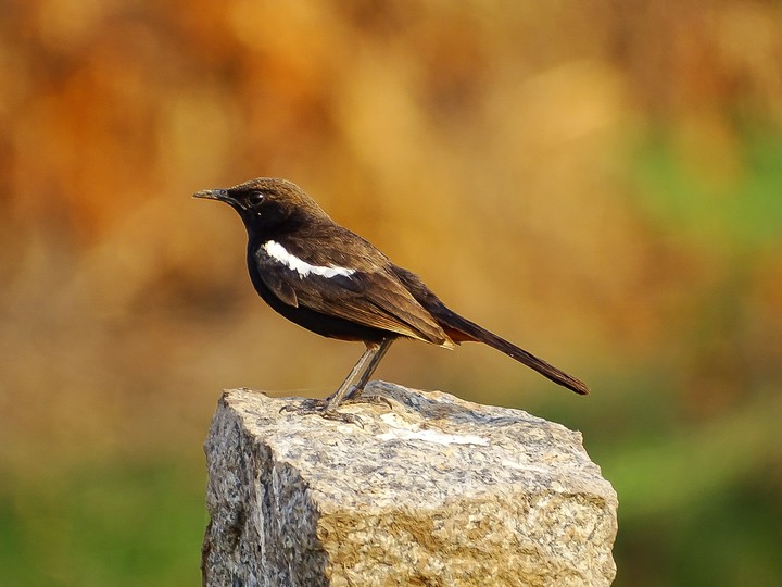 Indian Robin