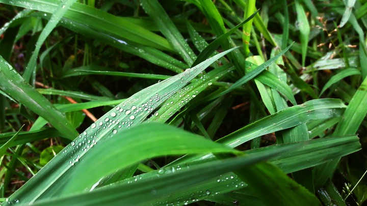 my green life