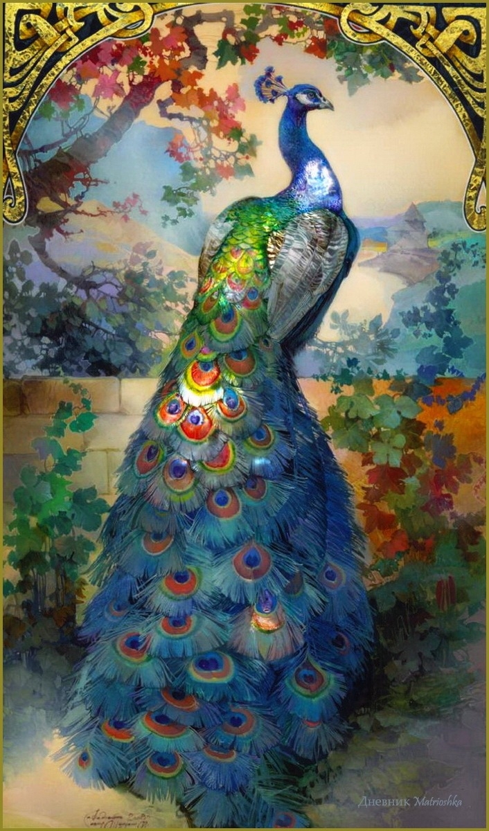 peacock páv