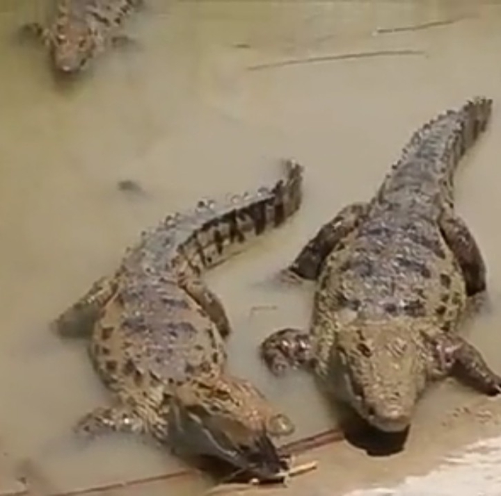 crocodile