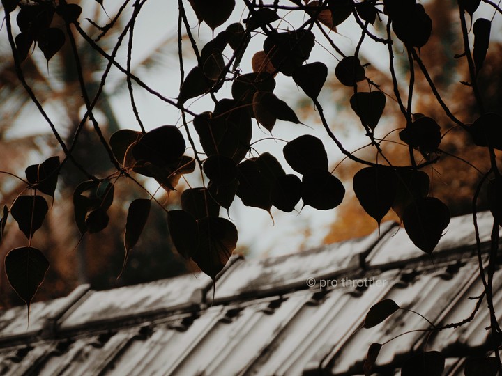 kerala