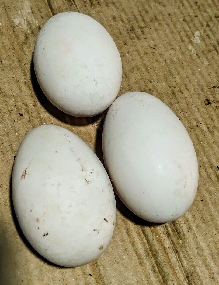 Egg of Raj hans