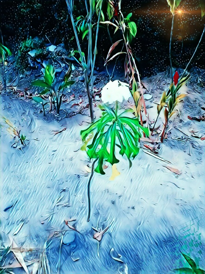 Uma Rosa
